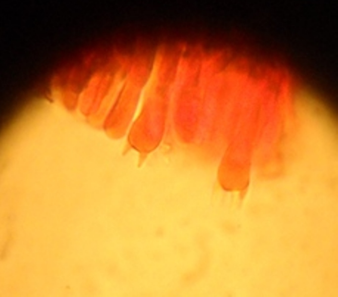 Byssomerulius corium? (Byssomerulius corium)